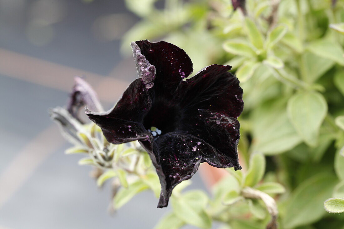 Petunia hybr. Crazytunia Black Mamba