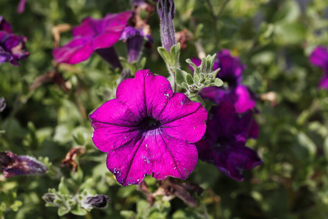 Petunia hybr. Chaplin