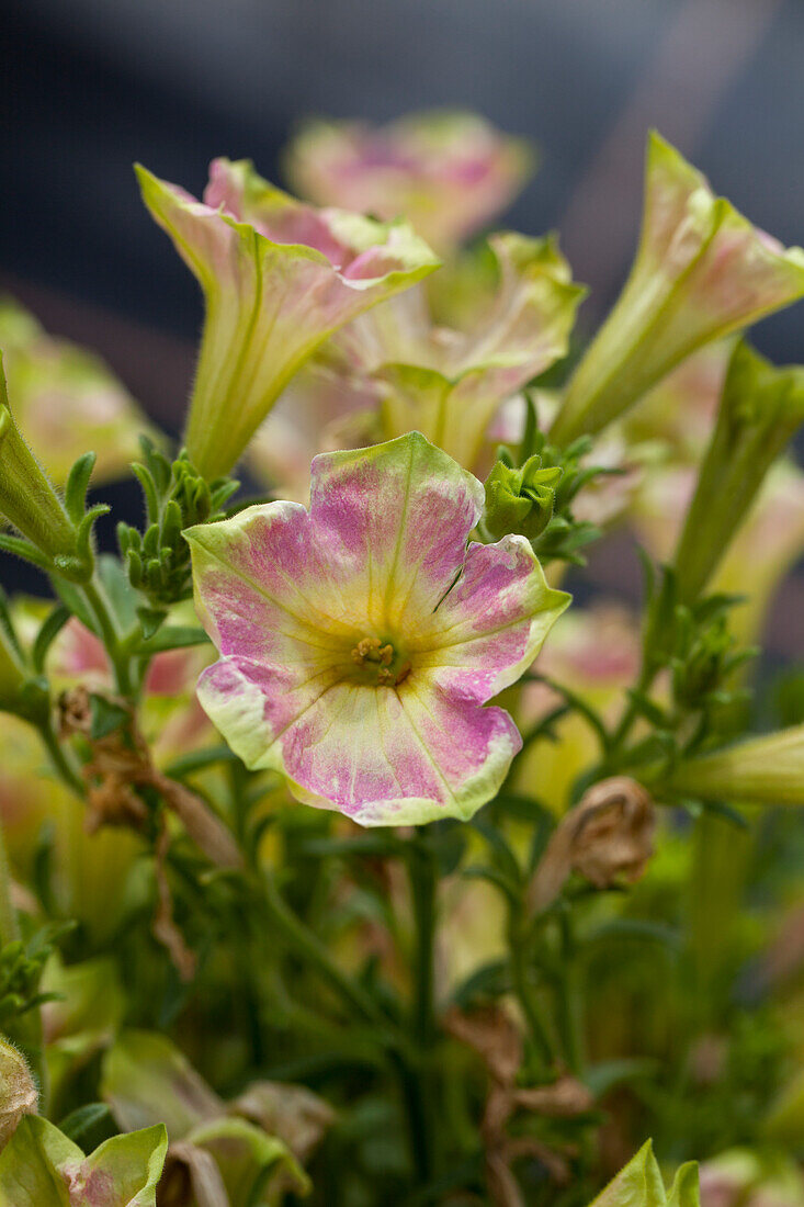 Petunia Crazytunia® 'Kermit Piggy'