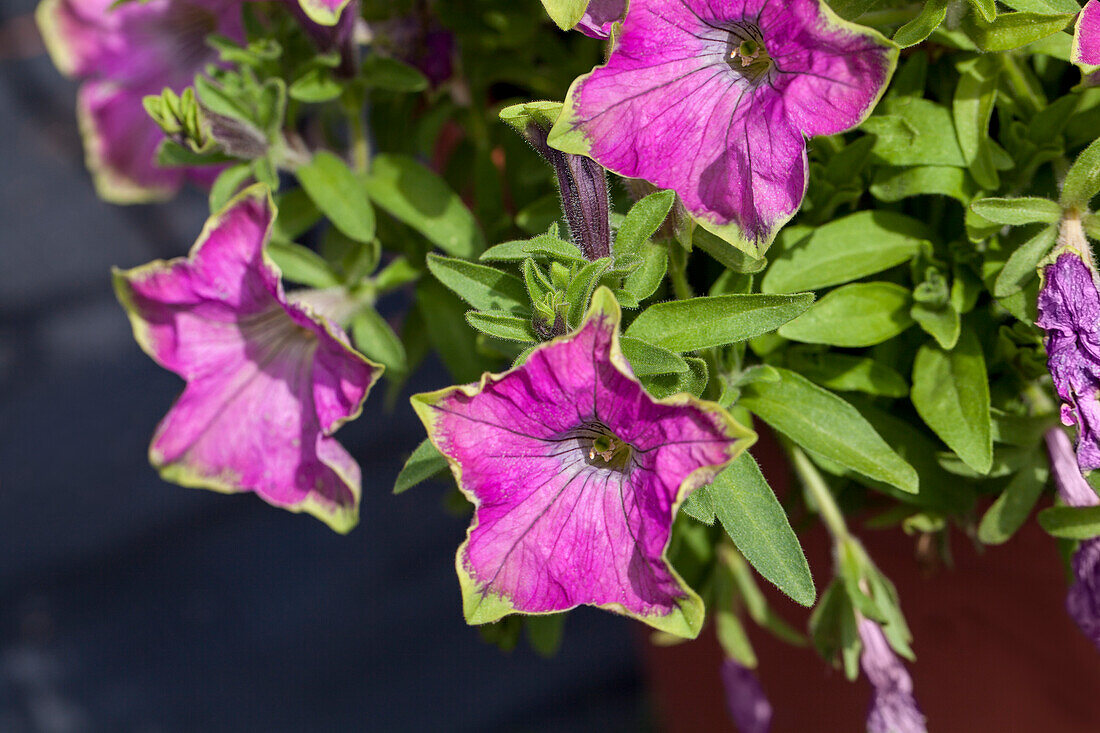 Petunia 'Kermit Rose' hybrid