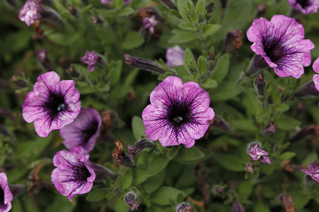 Petunia Littletunia Breezy Pink