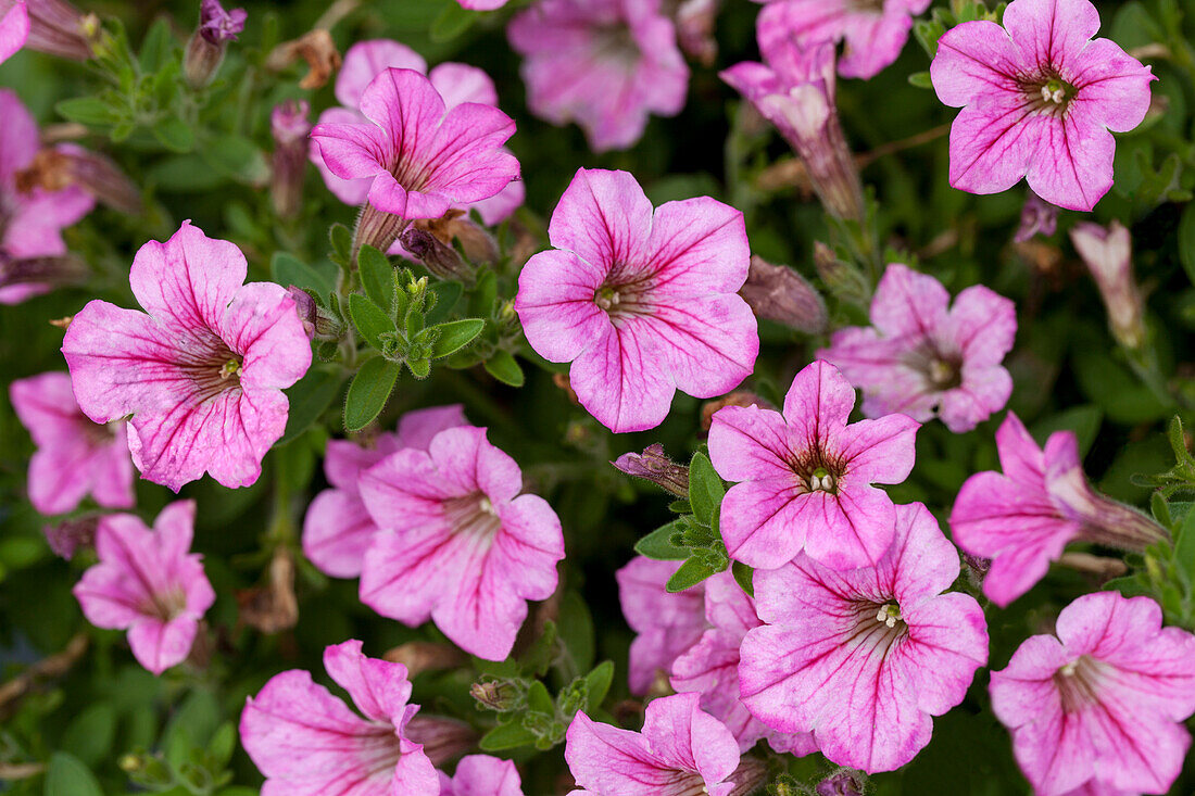 Petunia 'Littletunia Pink'