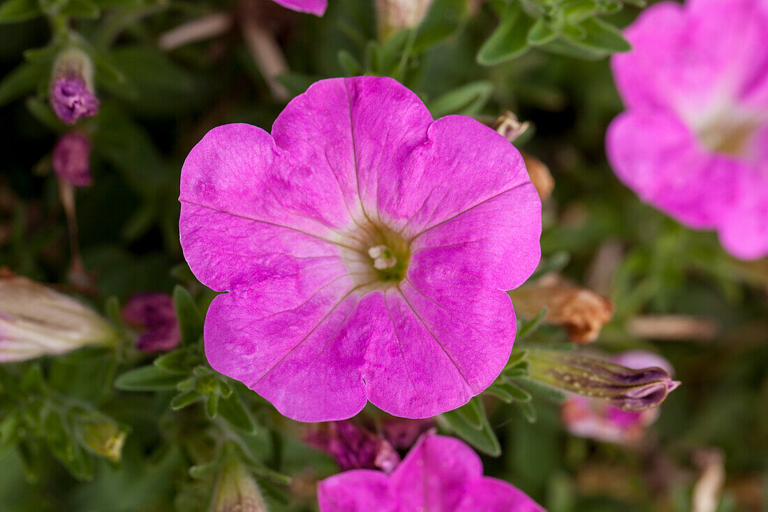 Petunia 'Baroque Pink Ray