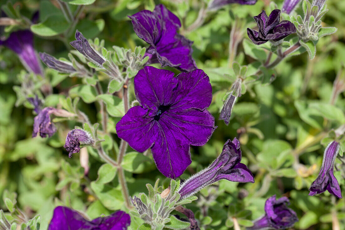 Petunia 'Blue Ray'