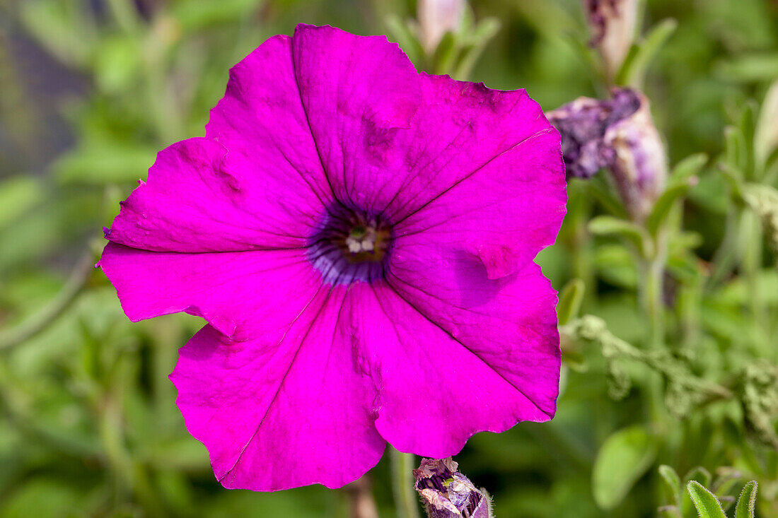 Petunia Purple Ray