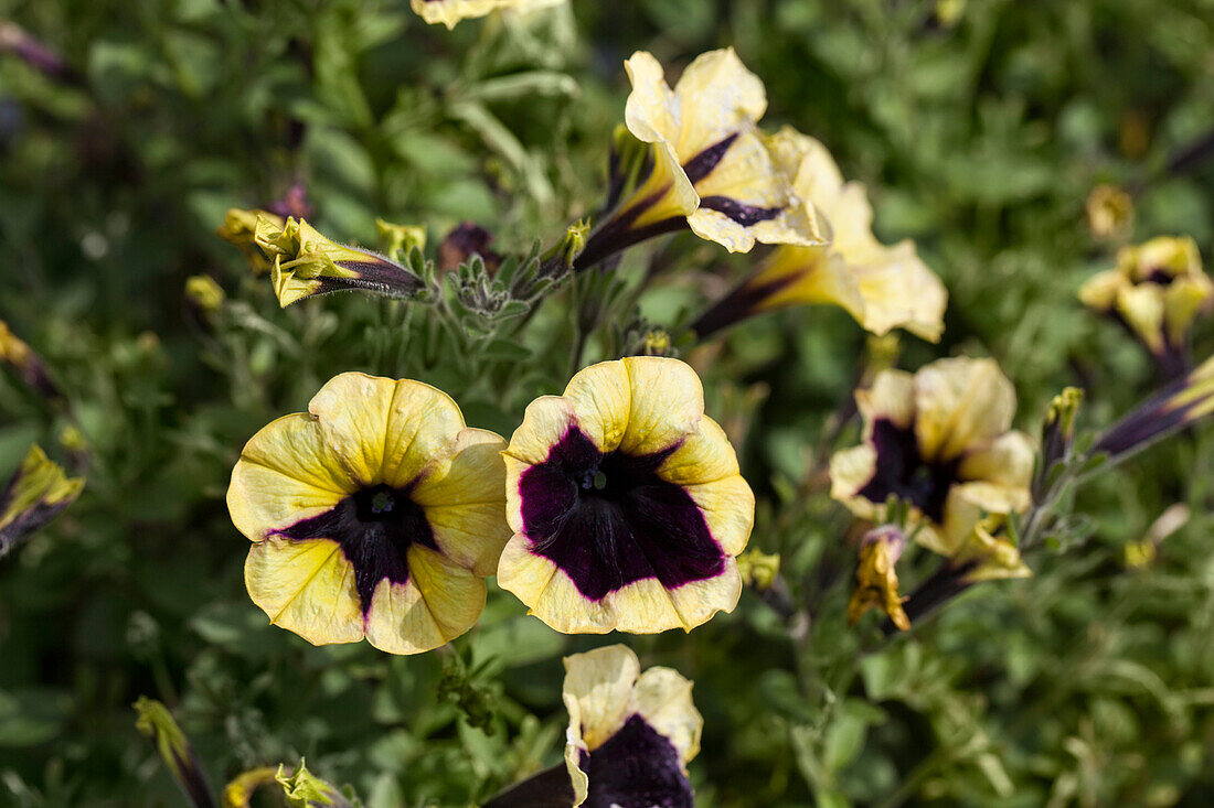 Petunia 'Sunplaesure Porch Yellow Blue Star'