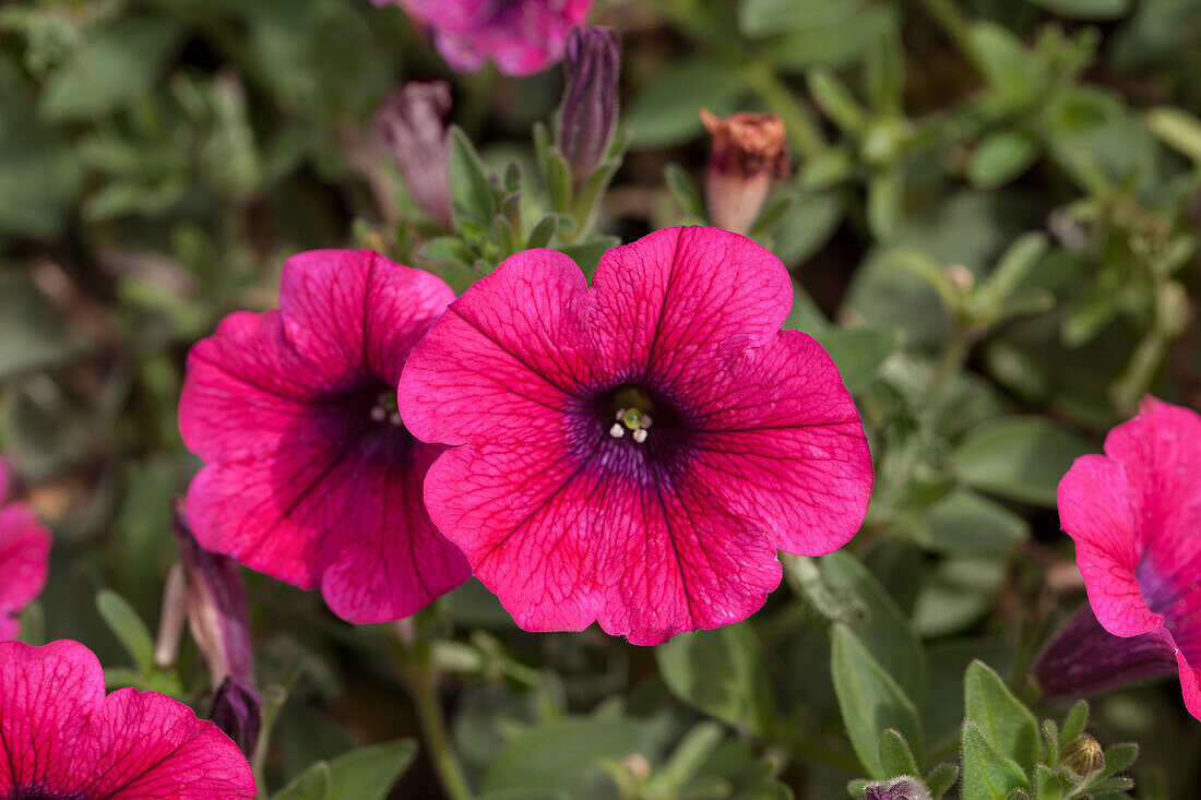 Petunia Sweet Pleasure® 'Hot Pink Patio'