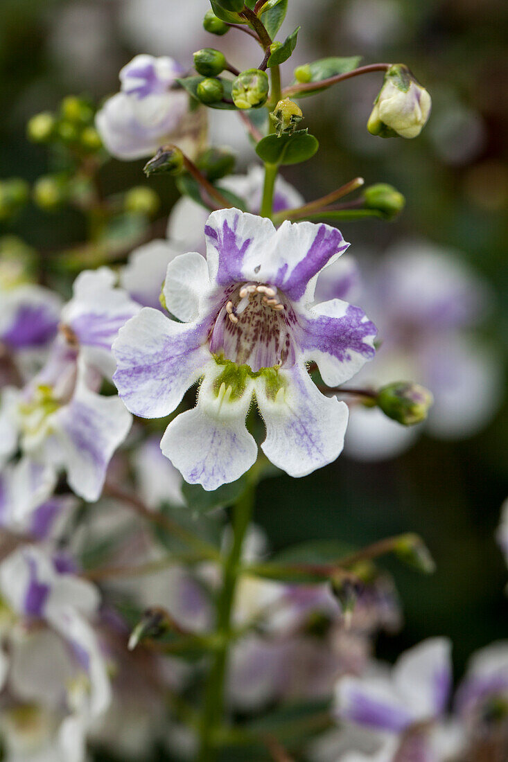 Angelonia angustifolia pac® 'Angelos® Bicolor'