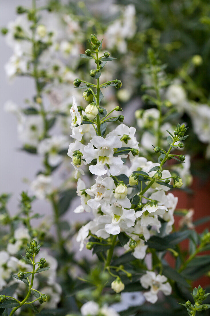 Angelonia angustifolia pac® 'Angelos® White'