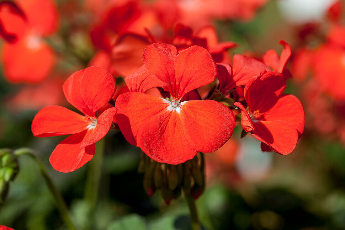 Pelargonium zonale PAC® 'Antique Orange'