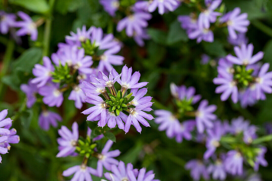 Scaevola saligna Blue Angel