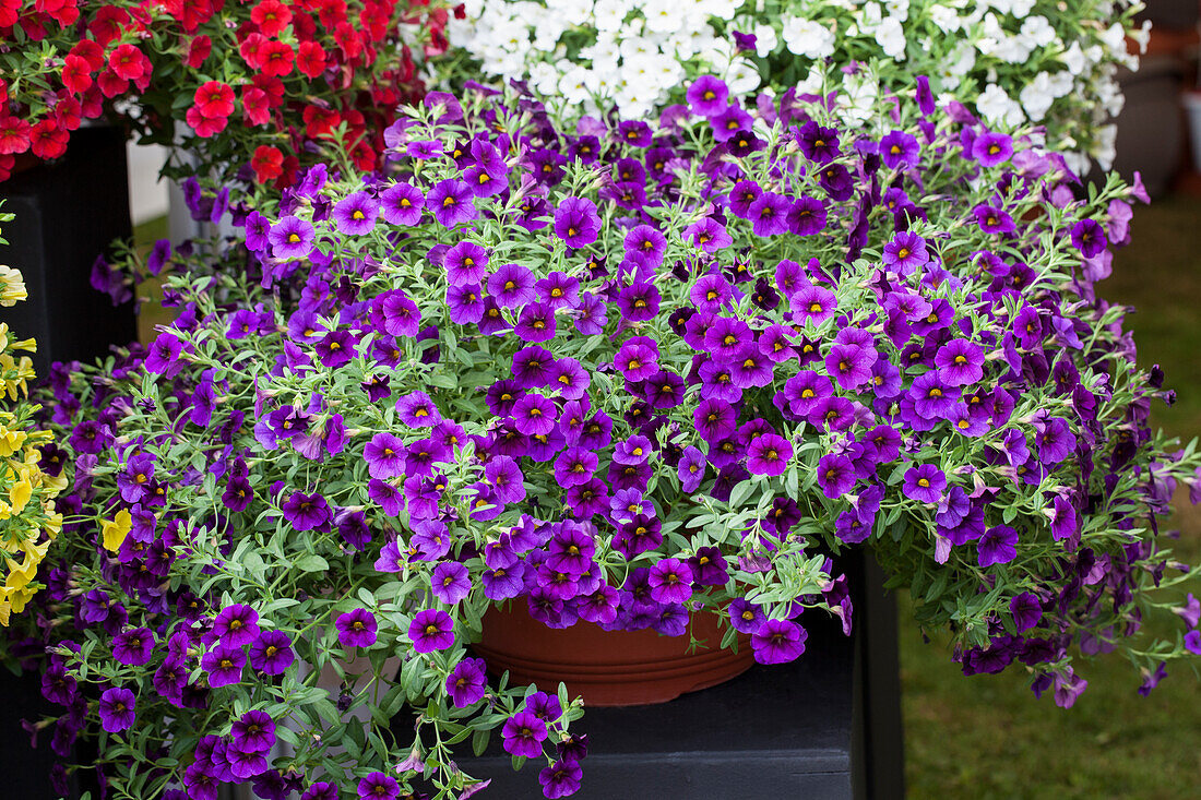 Calibrachoa, lila