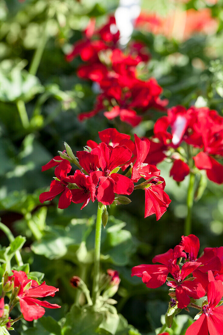 Pelargonium Caliente® 'Deep Red'