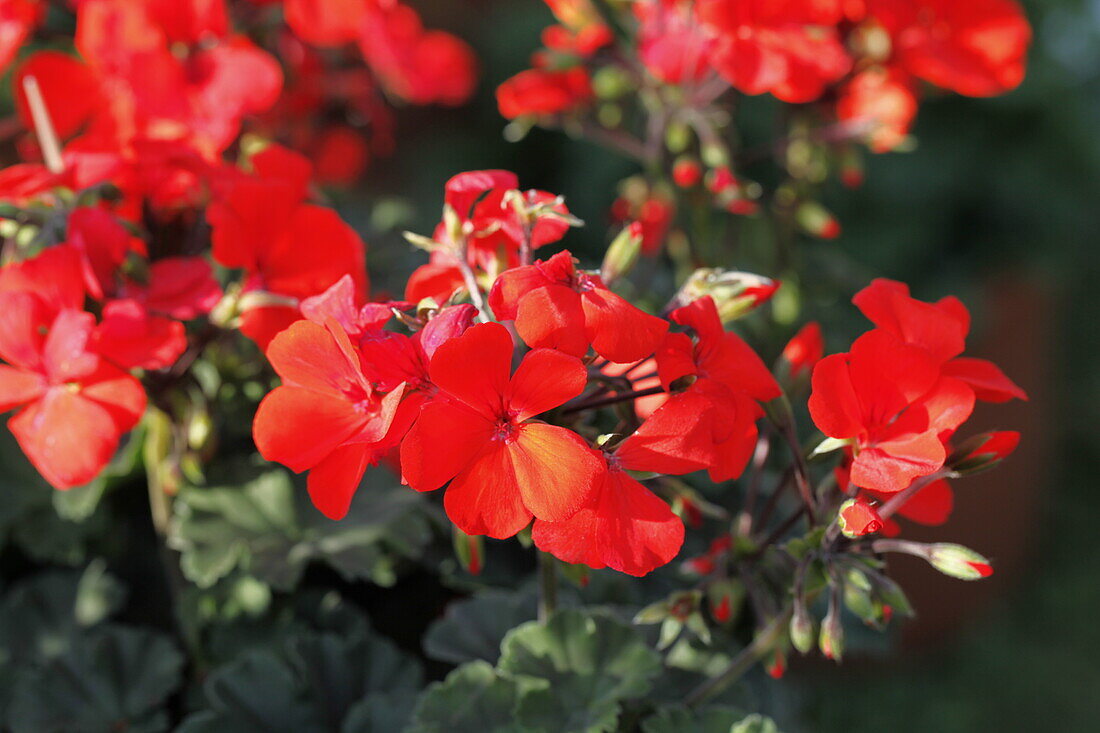 Pelargonium zonale 'Caliente® Orange'