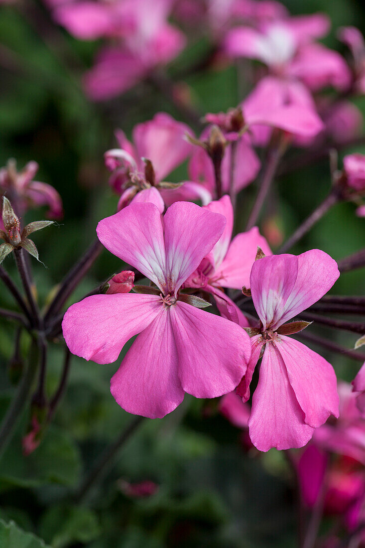 Pelargonium zonale 'Caliente® Pink'