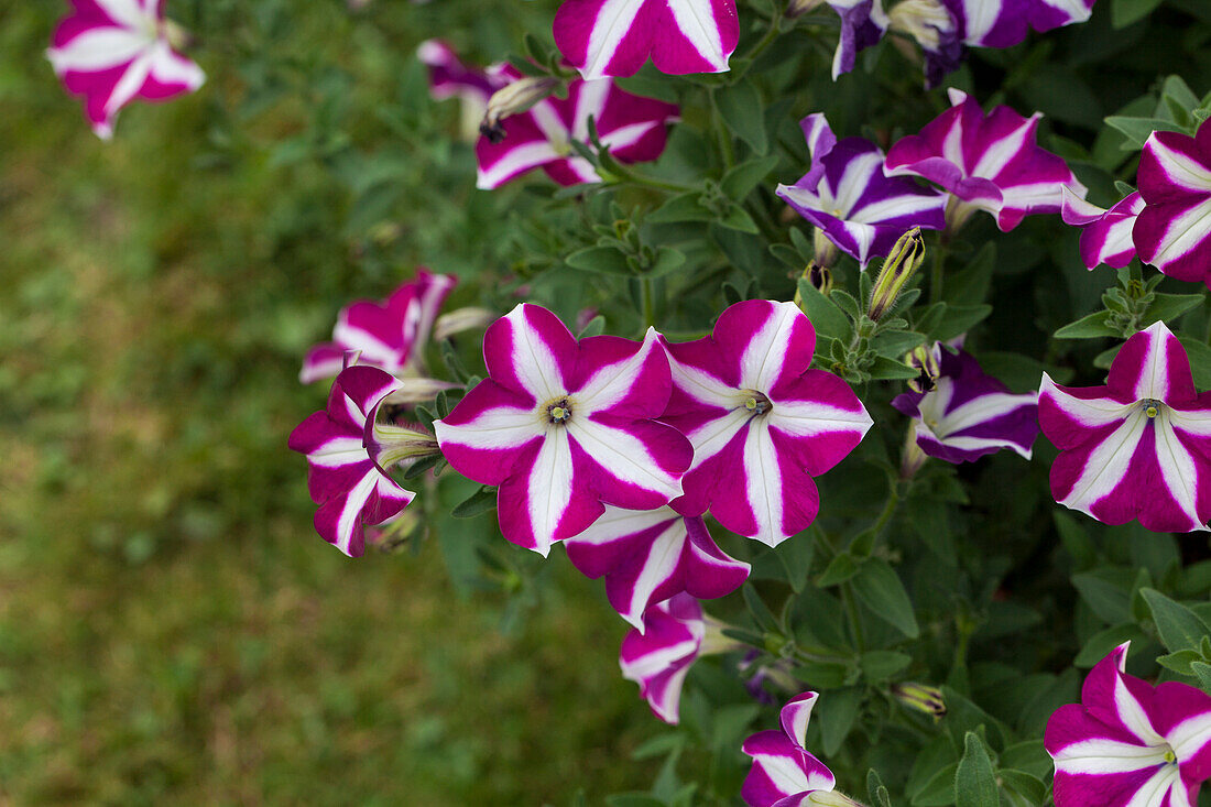 Petunia 'Cascadias Bicolor Purple'