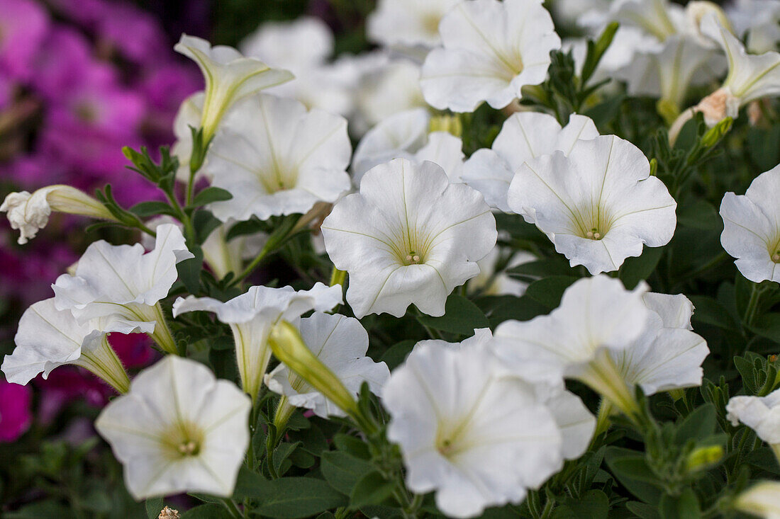 Petunia 'Cascadias White'