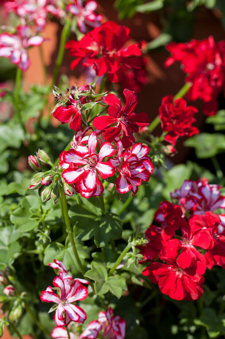 Pelargonium peltatum 'Global Stars and Stripes'