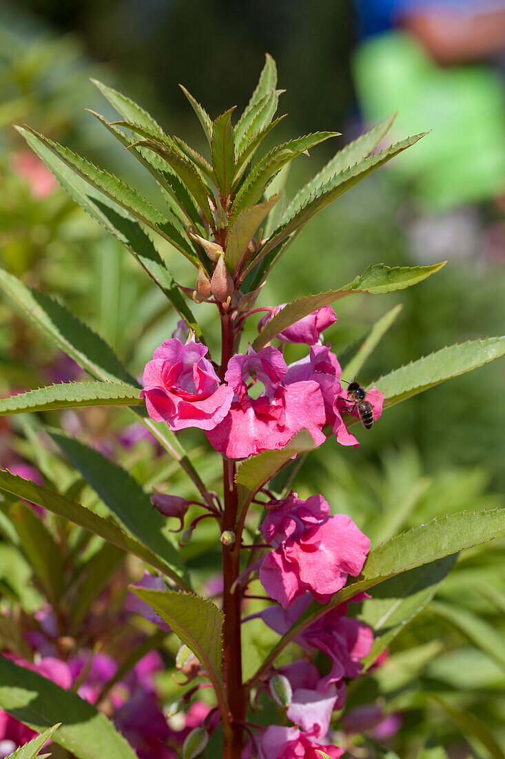 Impatiens balsamina