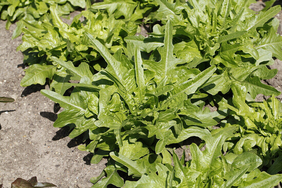 Lactuca sativa var. acephala 'Lattughino verde'