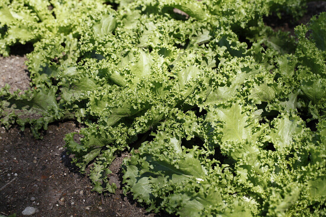 Cichorium endivia 'Atria'