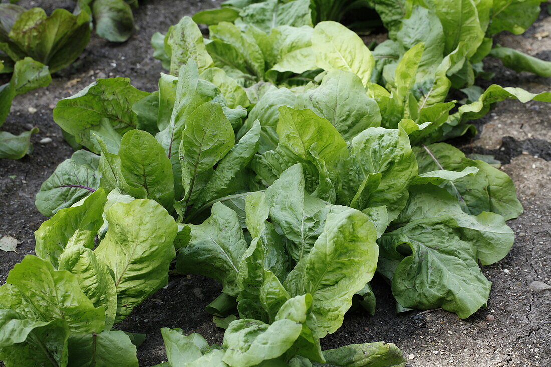 Cichorium intybus var. foliosum 'Castelfranco'