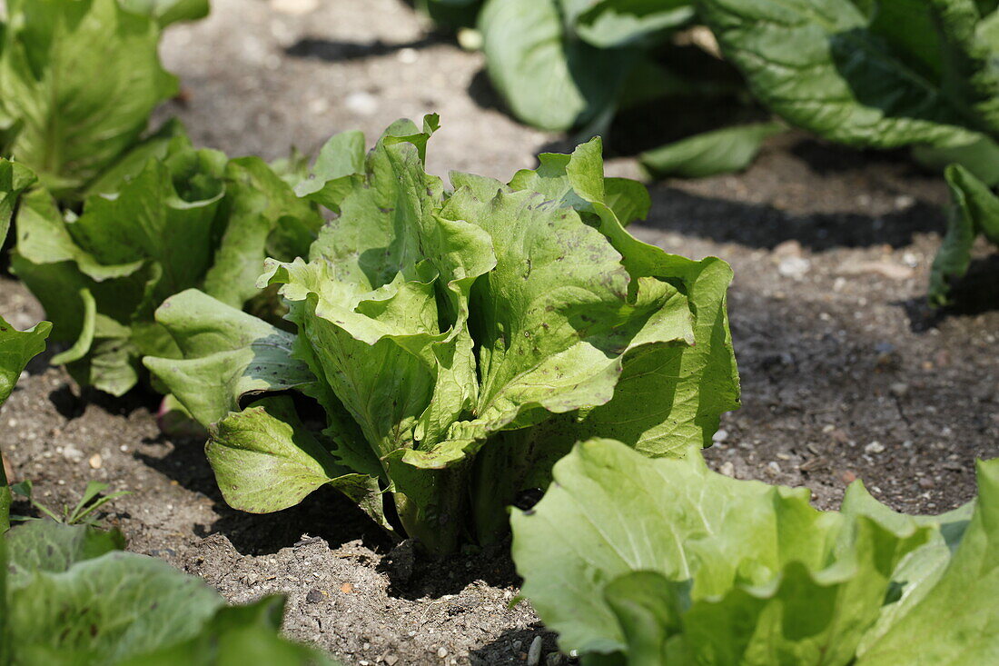 Cichorium intybus var. foliosum 'Castelfranco'