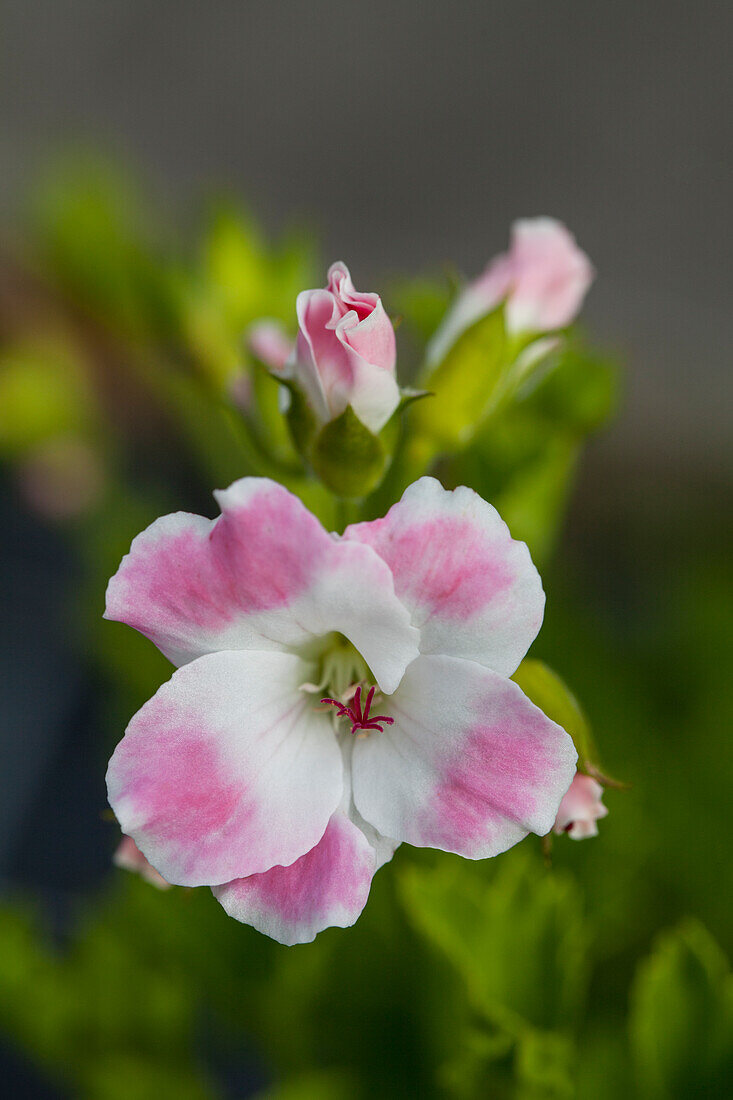 Pelargonium grandiflorum Soft Pink