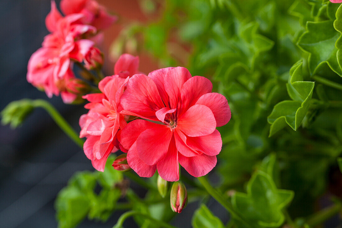 Pelargonium peltatum Apricot