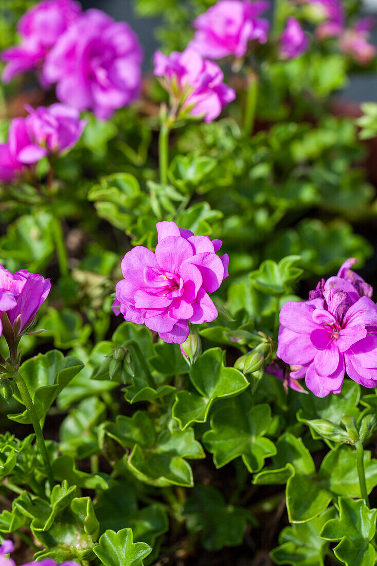 Pelargonium peltatum Blue Sybil