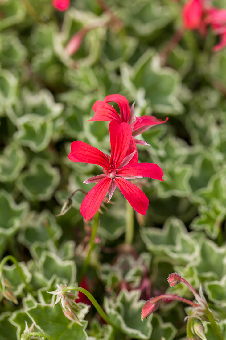 Pelargonium peltatum 'Evka