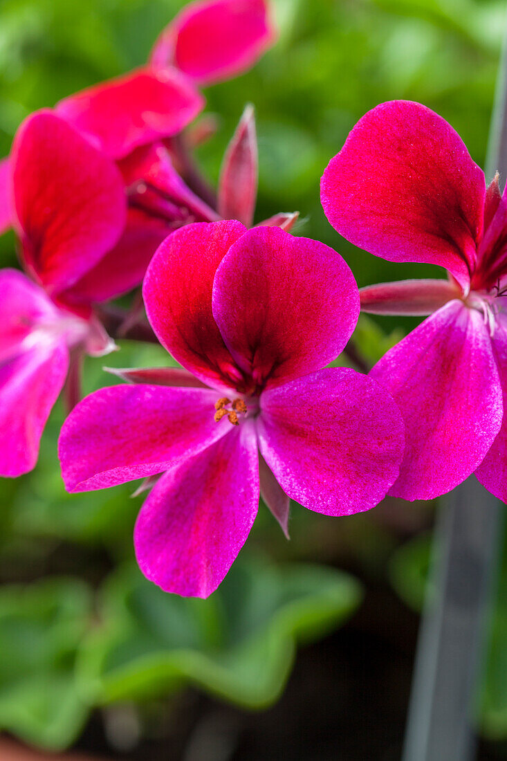 Pelargonium peltatum 'Happy Face® Magenta' 