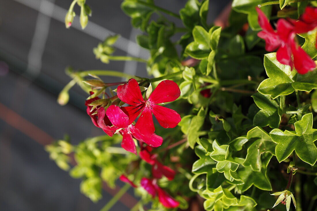 Pelargonium peltatum Happy Face Mex