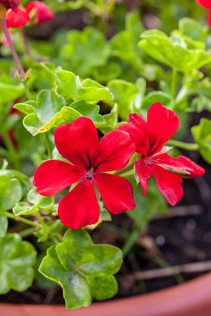 Pelargonium peltatum Happy Face® Velvet Red