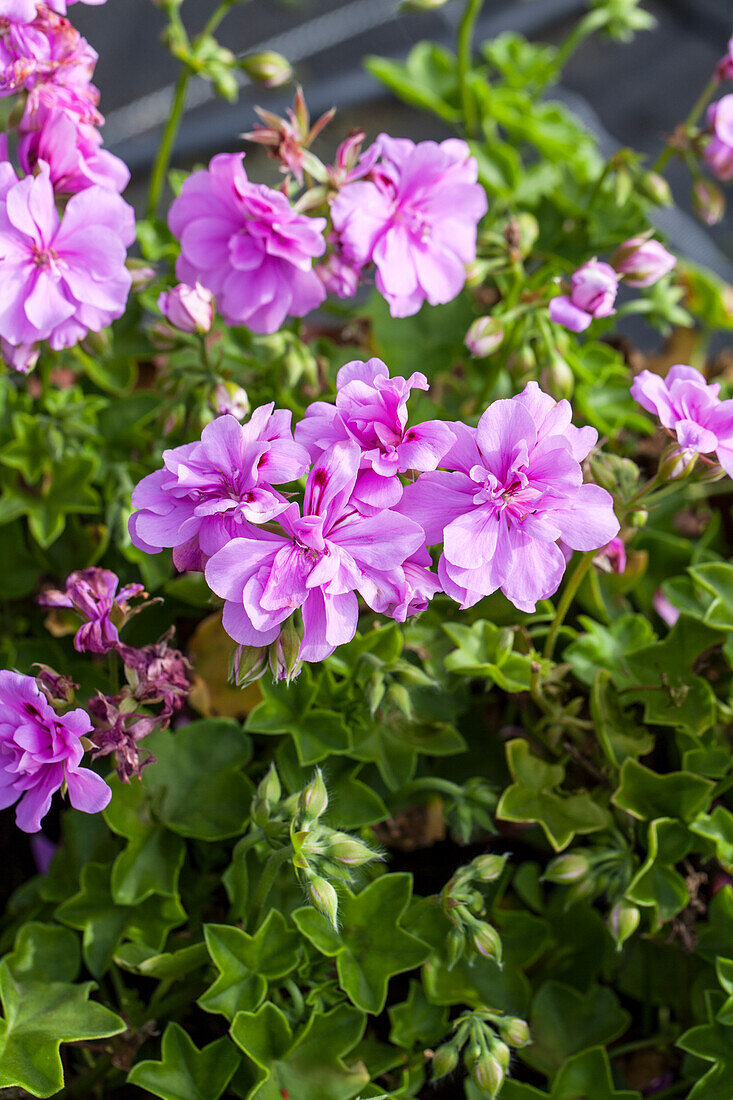 Pelargonium peltatum 'Balcon Lilac'