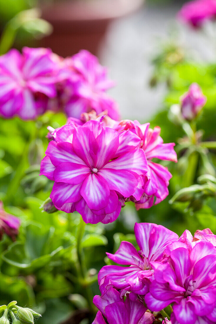 Pelargonium peltatum 'Mexica Nealit'