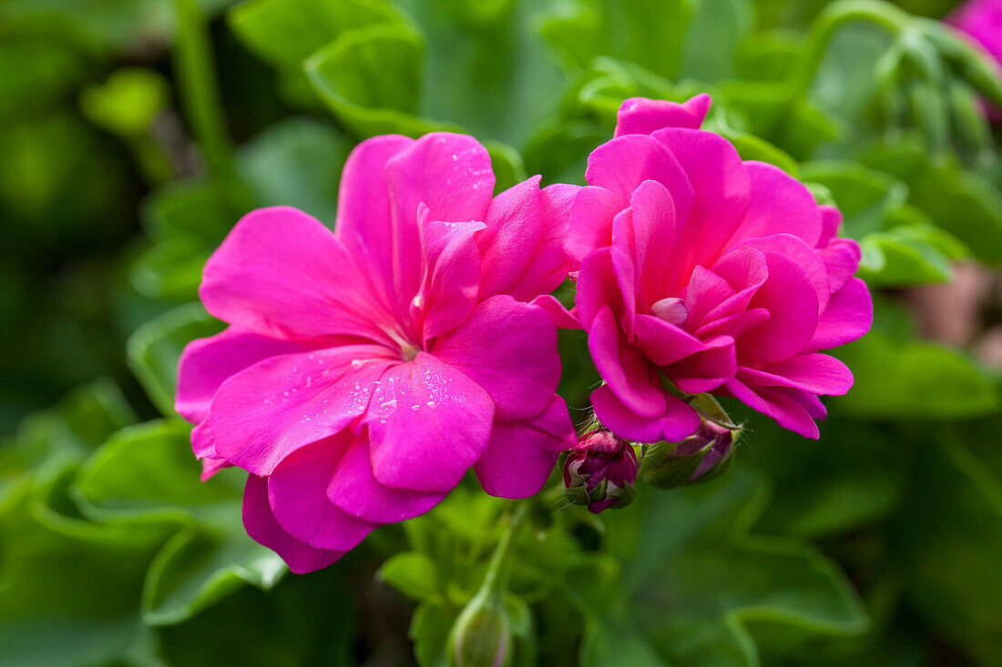 Pelargonium peltatum 'Nealit'