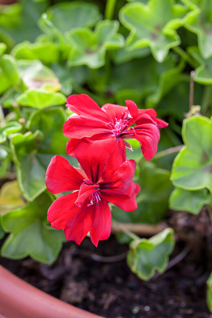 Pelargonium peltatum 'PAC® Sally'