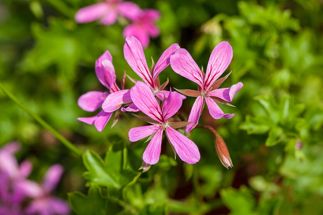 Pelargonium peltatum 'Ville de Paris Lila'