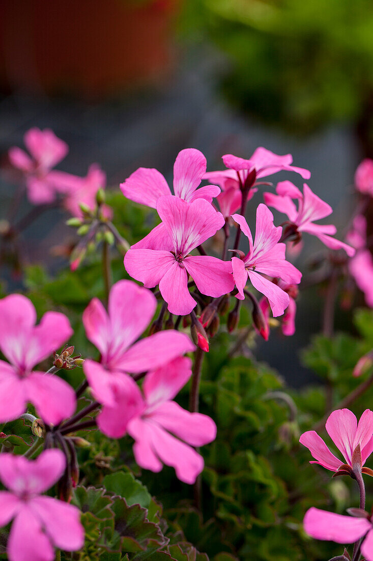 Pelargonium zonale 'Caliente Pink