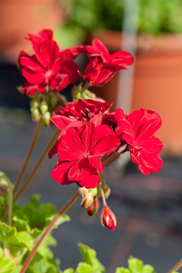 Pelargonium Calliope® 'Dark Red'