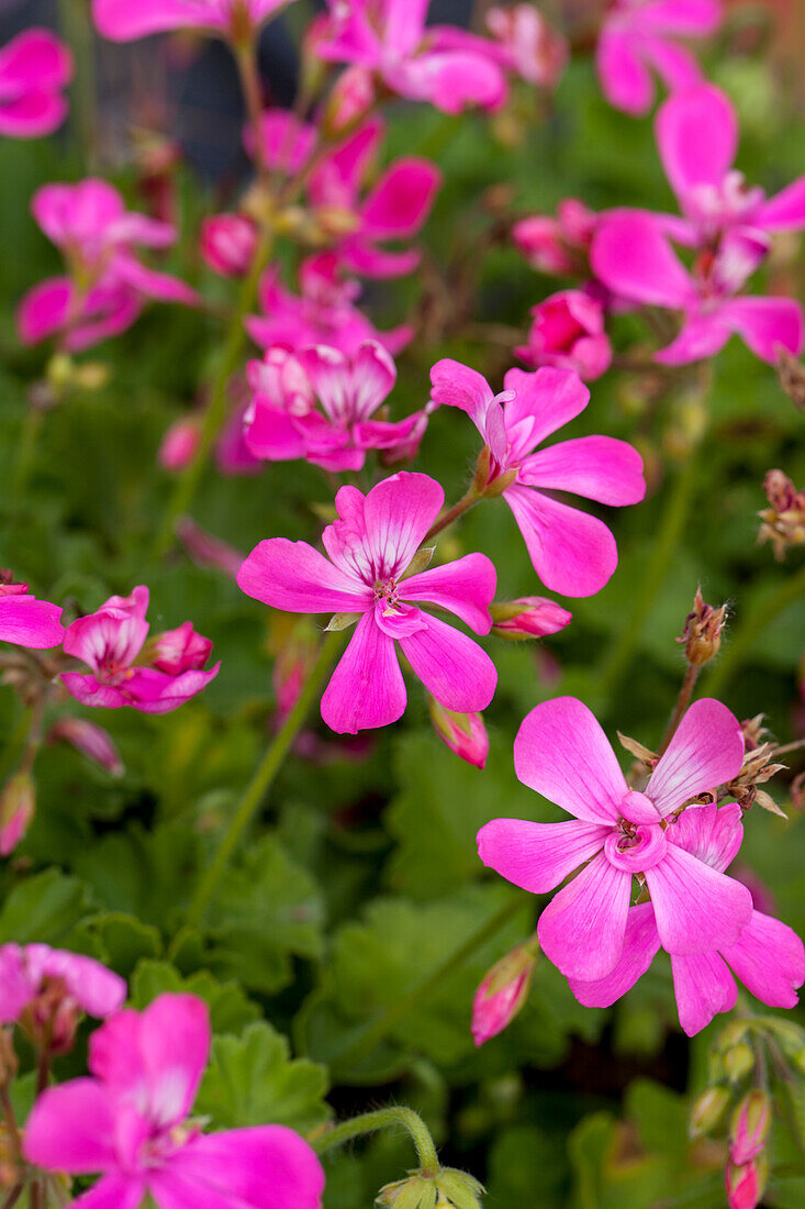 Pelargonium zonale 'TWOinONE® Pink