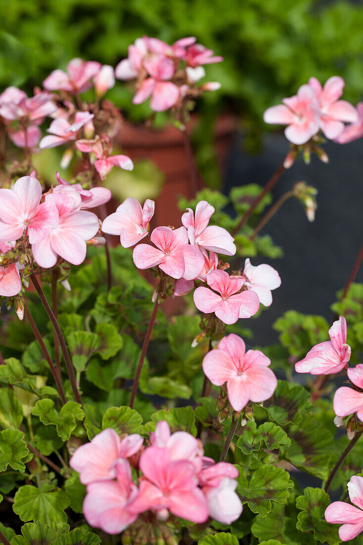 Pelargonium zonale 'Antik Salmon'