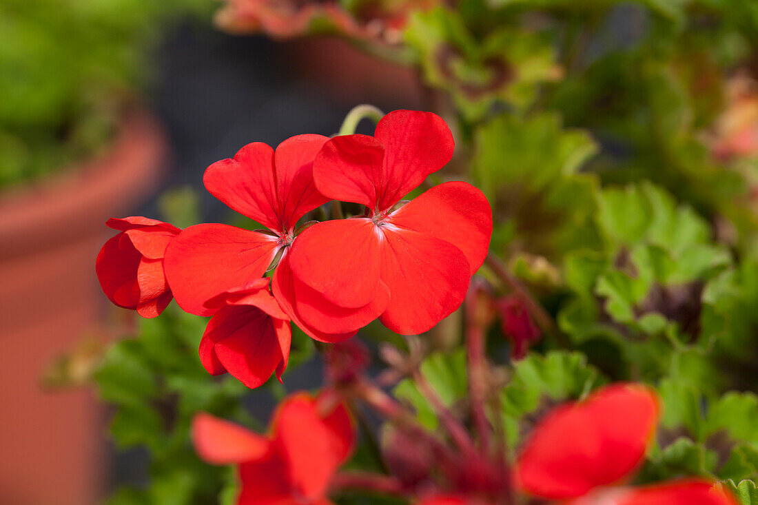 Pelargonium zonale 'Antique Scarlet' Pelargonium zonale