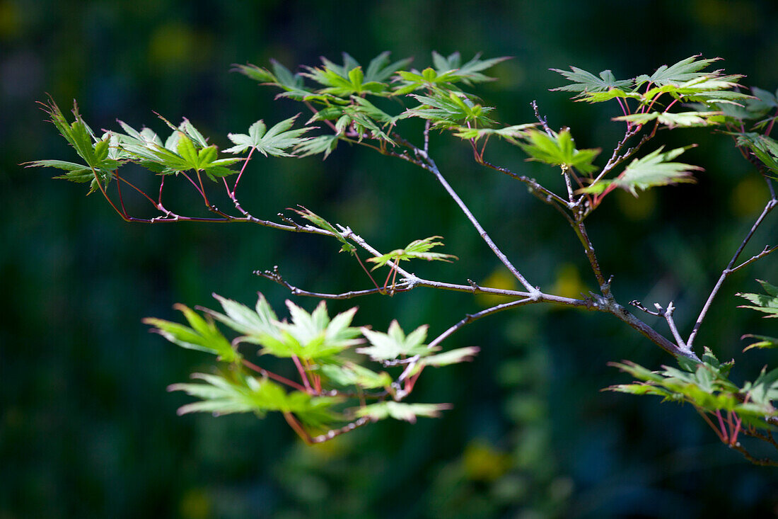 Acer palmatum Green Trompenburg