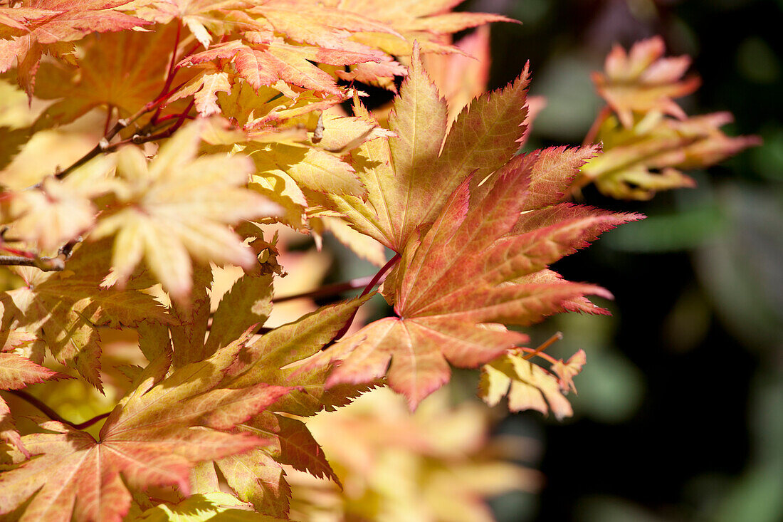 Acer shirasawanum 'Autumn Moon'