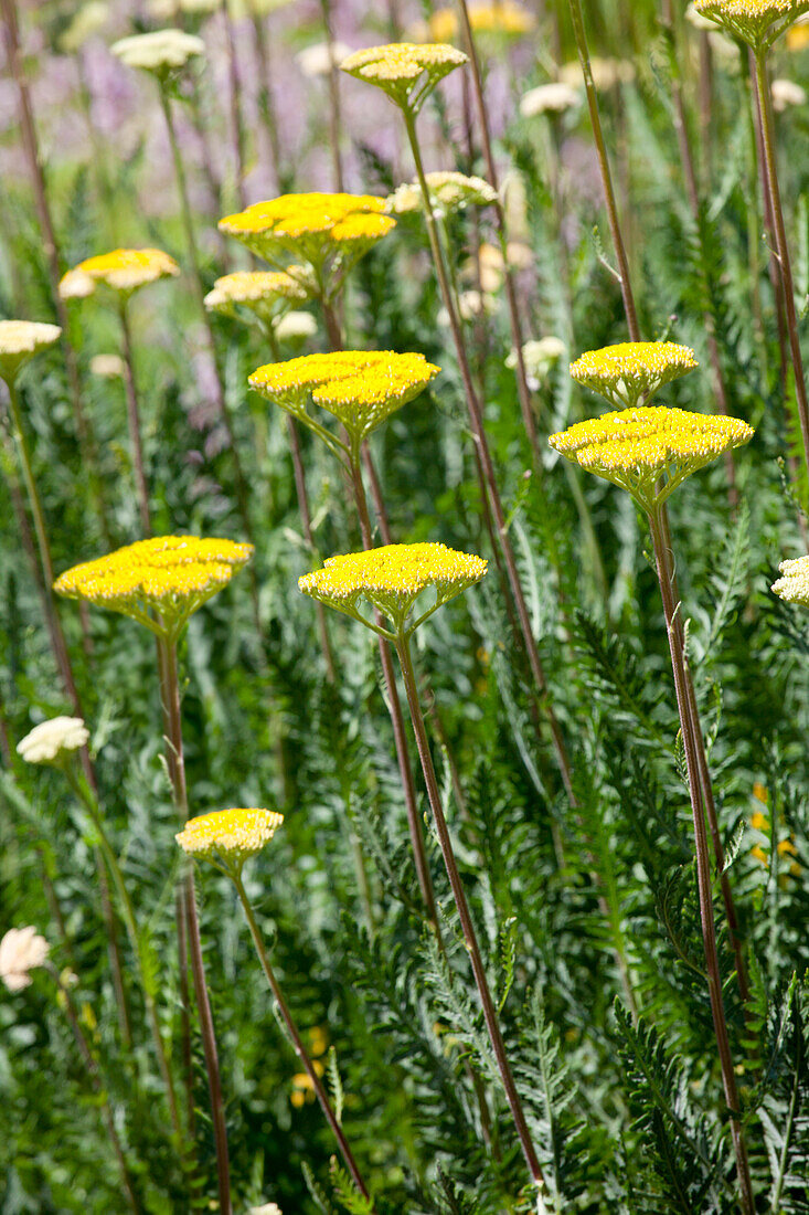 Achillea filipendulina