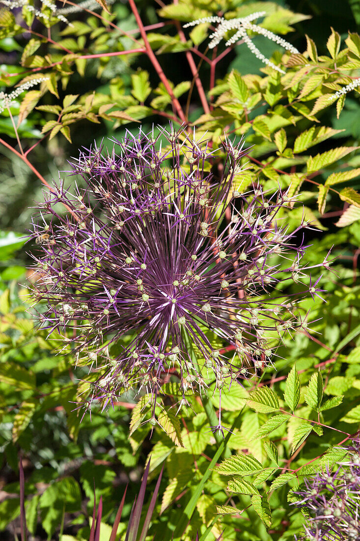 Allium aflatunense