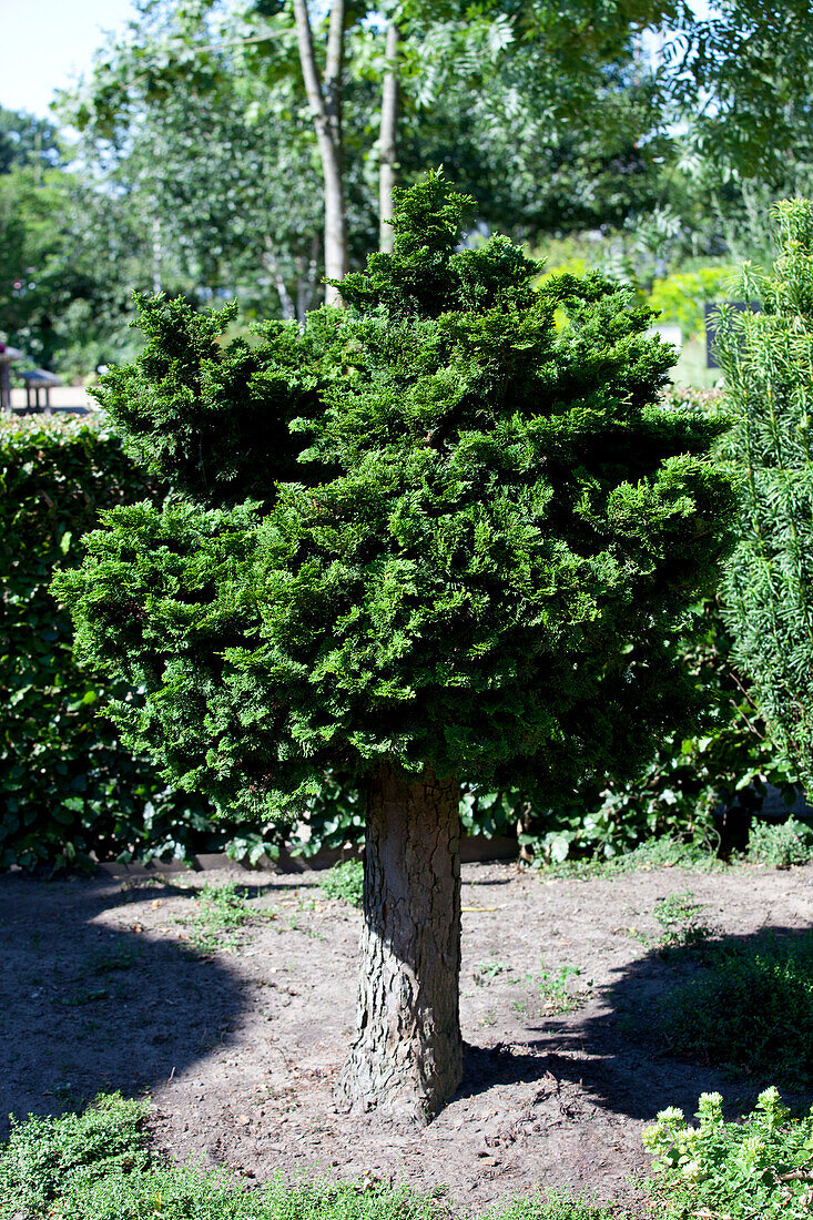 Chamaecyparis obtusa 'Nana Gracilis', Stamm