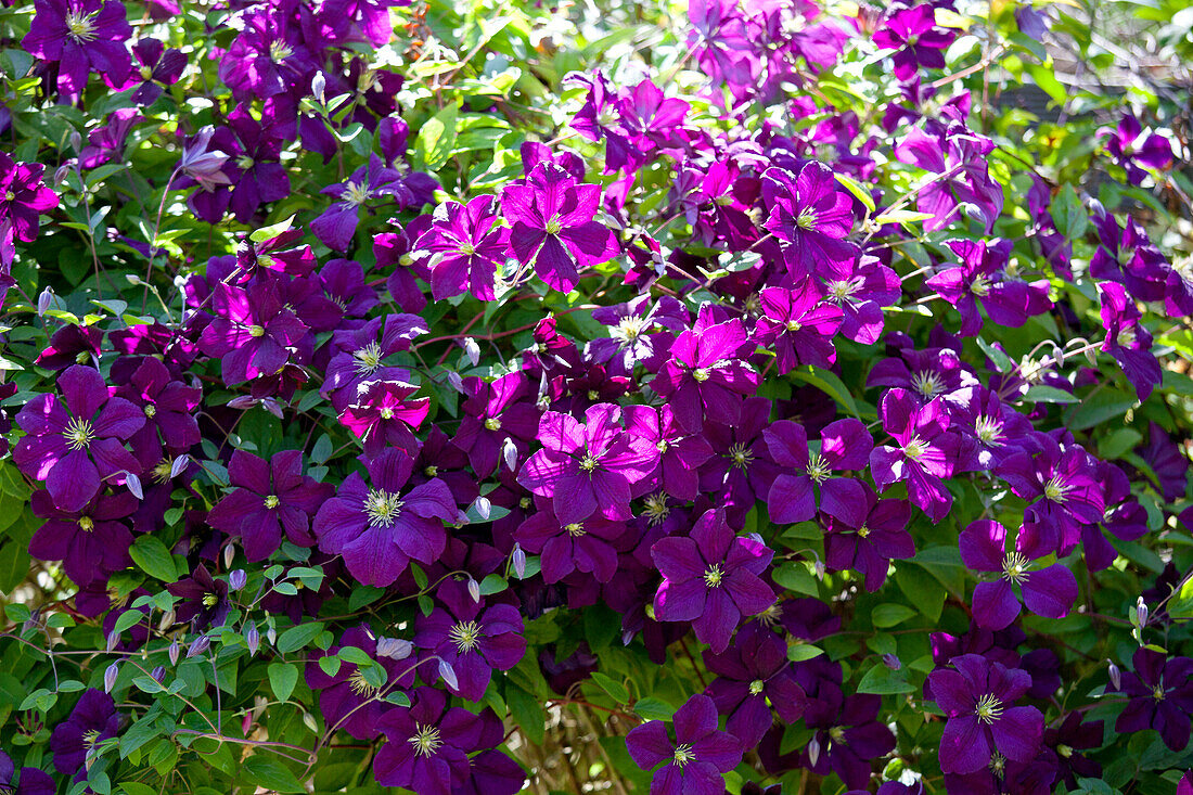 Clematis viticella 'Etoile Violette' (Clematis viticella 'Etoile Violette')